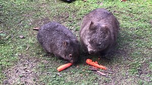 122 reactions · 13 shares | Knowledge is easy. Wisdom needs experience. Preferably containing carrots. | Jackie French | Facebook