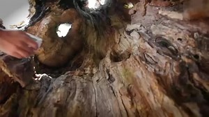 loggedout-cache-finds