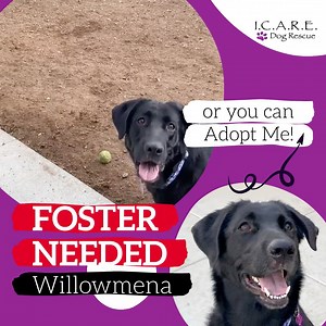 27 reactions · 16 shares | ‼️FOSTER NEEDED‼️ Our beautiful...