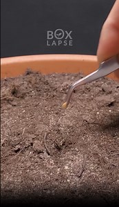 Time-lapse journey with plants