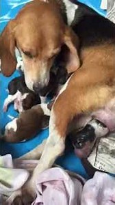 Beagle giving birth