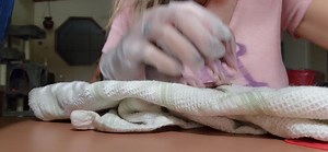 Amadeus the armadillo | Little Bit Wildlife Rescue