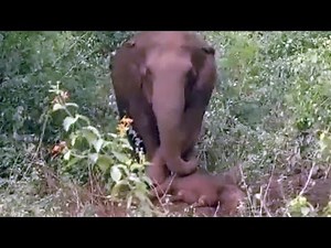 Heartbreaking moment mother elephant tries to wake up dead calf