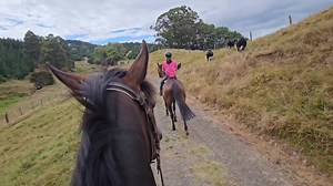 Marmite loaded on the float and went up the hill today - his 5th ride off the track. Lots to see and it was a bit overwhelming for him at points, but he never said no and tried super hard to understand the task at hand. He was jig joggy following his mate to start with, then was starting to understand the concept of walking behind nearer the end of the ride. He did really well - we like this youngster. | EventStars Ltd