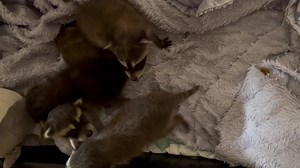 20 reactions | Our Long Beach Five are doing well in rehab. They are all terrific eaters and have taken to the bottle easily. Four of the five kits are of the same litter. The smaller solo is unrelated. But because they came from the same town - within a few blocks of each other, they will all go through quarantine together. | Woodside Wildlife Rescue | Facebook