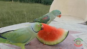 Indian Ringneck Parrot and Alexandrine Parrot Love Watermelon | Parrot Paradise