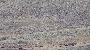 5K views · 60 reactions | Male Grizzly Chases Sow and Cubs Full Chase | Ellen Roman | Facebook