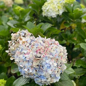 50 Pee Gee Hydrangea Seeds | White to Pink Panicle Blooms - Etsy Canada