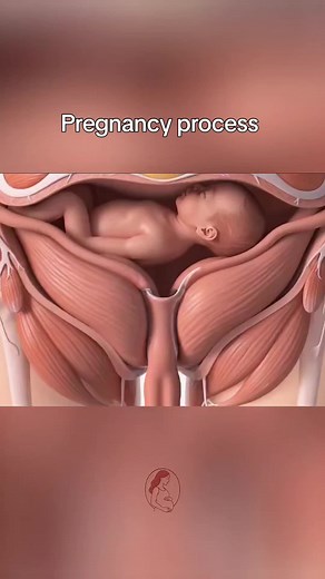 Understanding the Pregnancy Process Inside the Womb