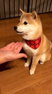 Cute baby 🥰 OP: https://instagram.com/p/C9CXo0CvvfE/ | Shiba Inu and Potats