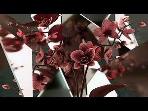 The Voices Of The Wandering Wind, Fatima Ezzahra Wandering Wind, 2021