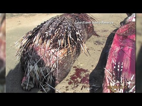 Snake dies after eating 29-lb. porcupine