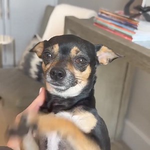 5K views · 479 reactions | AY CHIHUAHUA RESCUE on Reels | Facebook