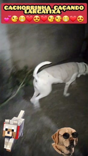 Puppy chasing a lizard to play with 😘😍❤️ #cutepets #animals #funnydogs #pets