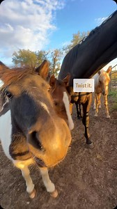 Bop it! #pony #ponies #ponylife #bopit #bopitchallenge | Diamond Quarter Horses