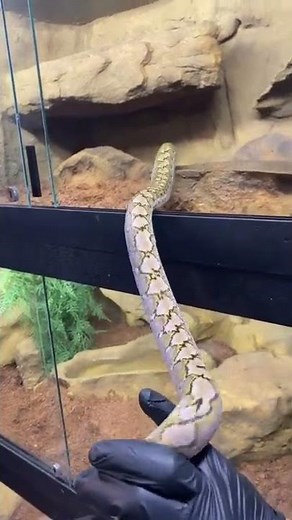 Super Dwarf Reticulated Python Setup 🔥 #wildlife #snake #animals