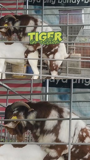 Tiger Boer Buck Stud Sire Male Goat #breeding #goatfarming #GOAT | Gonzales Farm