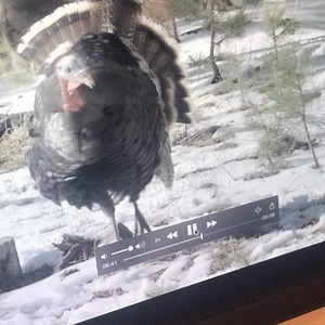 A very graceful Jake ..... #jakeonalog #turkeyhunting #hunting #outdoors #nwtf #jake #turkey #backcountrytraditions | Backcountry Traditions