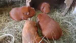 5.9K views · 1.6K reactions | The Red Team are enjoying Burgess Meadow Feeding Hay topped with Friendly Readigrass for lunch today. | Cavy Corner | Facebook