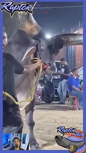 Jenis Sapi paling gagah dan juga keren #peternakan #ternak #sapi #kambing #domba #hewanlangka #hewanunik | RaptorFish