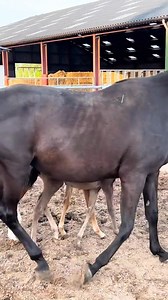 So adorable | Angle charlotte