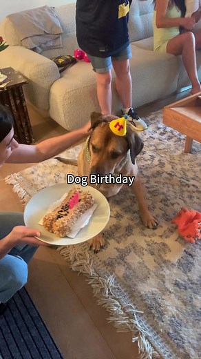 Hilarious Dog Birthday Celebration and Funny Moments