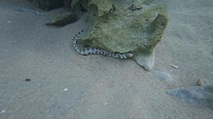 Look at this beautiful Moray eel I found when we went out snorkelling 🤿 Mango Beach Tofo | DRONE FANATICS SA