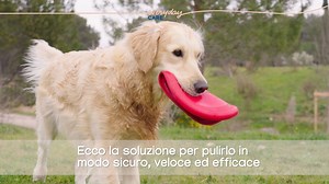 Dopo una passeggiatina sotto alla pioggia, come puoi pulire il tuo cane senza fargli un bagno completo? Con Allerderm Foam Cleanser, la nostra soluzione micellare in schiuma che rimuove lo sporco velocemente e non richiede risciacquo! Tornare pulito sarà semplice come una carezza! 﫧 Provalo subito, è disponibile nel nostro e-shop!  https://store.it.virbac.com/allerderm-foam/ | Virbac | Facebook