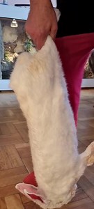 Mr. Big🐍 4,6kg Kaninchen | Fabians Reptilienraum