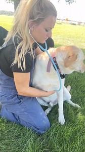 #ad 🐄👩‍⚕️ CalfVet Essentials 👩‍⚕️🐄 Luckily, most days I only need minimal equipment to keep my calf patients healthy and thriving. However, there are four essentials I never walk barns without: my vet bibs, my trusty stethoscope, a thermometer, and my notebook pen. 🐄 Littmann® just launched new Satin Finish tubing for their Classic III™ and Cardiology IV™ stethoscopes, and they are udderly amazing! 🩺✨ 🌈 New Colors: Now in delicious flavors—Champagne Rose, Alabaster, Midnight Blue, and Mar