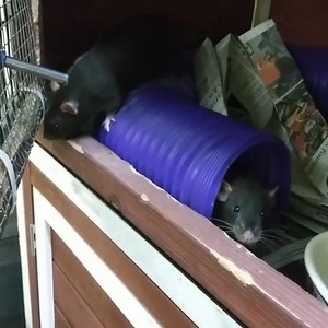 15 reactions | We have 5 male and 7 female rats available by donation based adoption. Make your appointment today by calling 778-2638. | Franklin County Animal Shelter | Facebook