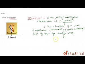 What is bivalent?
