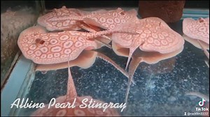 Albino Pearl Stingray / 白化黑帝王魟 #freshwaterstingray #albinostingray #pearlstingray #albinopearlstingray #xianlong | Xian Long Aquatic