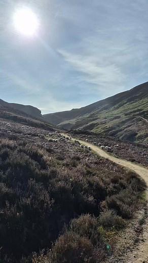 #johnknoxpulpit Irene Low Robertson Shannon Robertson | Siobhan Robertson