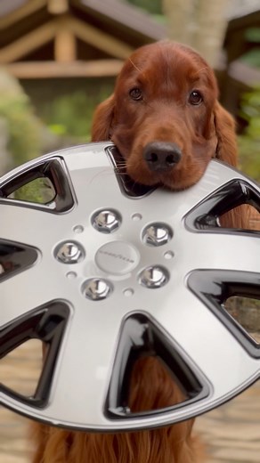 My multi talented Stevie Boy 🤣🐾😘 #saturniisetters #irishsettermoments #petowners #irishsetter #irishsetters | Saturnii Irish Setters