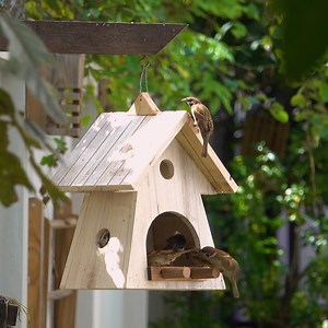 DIY Homemade Wooden Bird House and Bird Feeder | Woodworking Tools TV