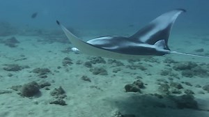 23 reactions | Scuba Shack on Reels | Facebook