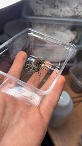 Samica Lycosa tarantula z gromadką młodych na plecach 😎 #tarantula #spider #terrarystyka | spiderbreeder.pl