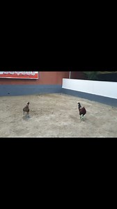 ANg Gamefowls on Reels