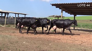 89 reactions | Liquidação Total Agropecuária A.2D 1º Etapa - Sexta -...