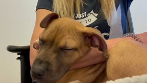 Kansas Humane Society on Reels | Facebook