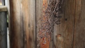 lavande séchant sur un mur : vidéo de stock (100 % libre de droit) 32934430 | Shutterstock