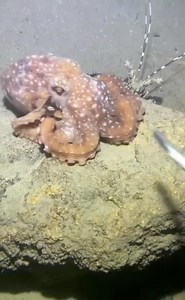 Diving and caught this pink octopus #seaside #Diving #sea #crab | Kelsey brown