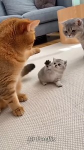 9.1K views · 137 reactions | Orange Cat Teases a Scottish Fold Kitten… Then the Local Kitty Reacts  #cats #kitten #funnycat #cutecats #petreels #kittenreaction #viralreels #reelsvideo #catreaction #catlover #usareels #ukreels | Wild Laugh AI | Facebook