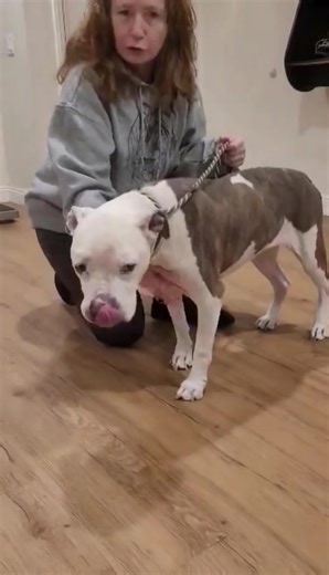 156 reactions · 12 comments | You know how we love the at-risk elderbulls! Meet Frosted Face 8 year old Cathy who we busted out of Downey Shelter with the help of volunteers, Desi Lara & Garret Staley! Register to be her $25/month at www.frostedfacesfoundation.org/fans/ Stand by foster? Express interest now at adopt@frostedfacesfoundation.org. 勺 | Frosted Faces Foundation | Facebook