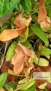 What are the most common houseplant owner mistakes? Check out the video and let me know if you make some of these mistakes 😊 | Mr. Houseplant