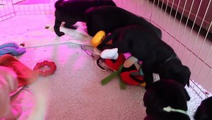 PUPPY ALERT! Here's a look at Saint Francis Service Dogs' newest litter evaluating a new toy in their pen. | WSLS 10 / WSLS.com