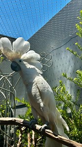 4.6K views · 38 reactions | Gaspar ama dançar ao som de pula pula pipoquinha! O maior dançarino do Zoo 睊 . . . . #cacatua #cacatuaalba #zoofoz #animaisengraçados | ZooFoz | Facebook