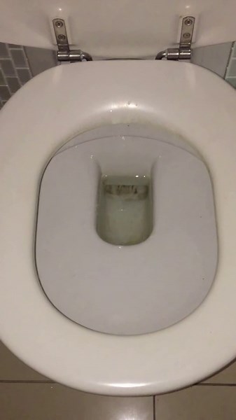 Huge Spider Hides in Toilet