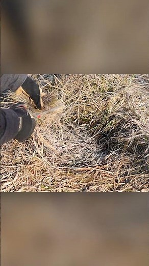 How to make a Flat Set - Coyote Trapping